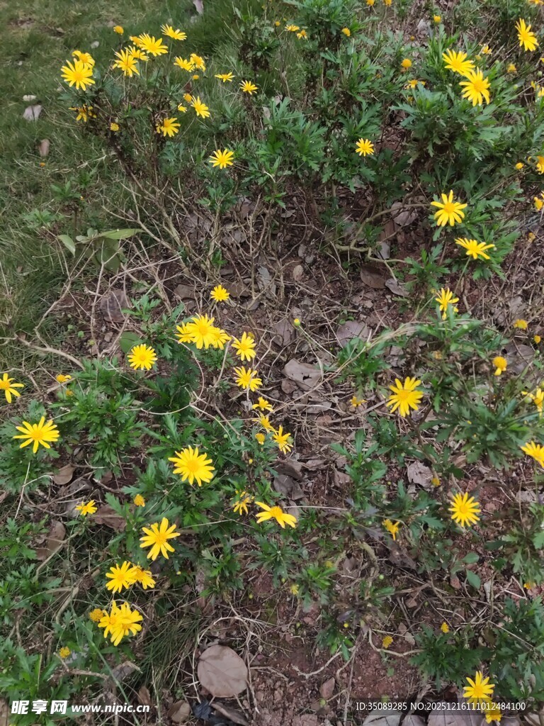 地上绽放的黄色小花
