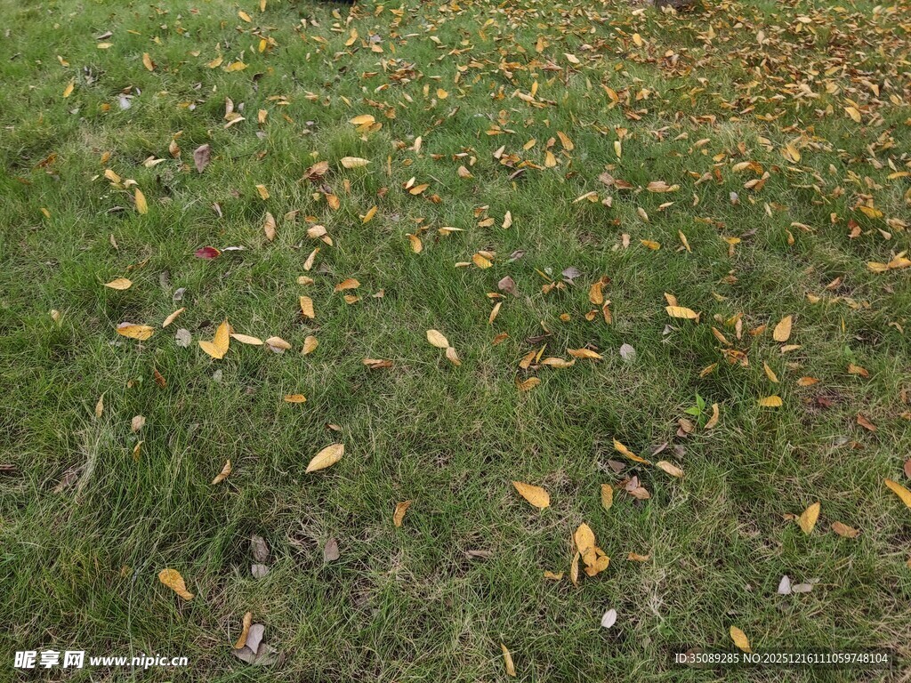 草地上散落的枯黄树叶