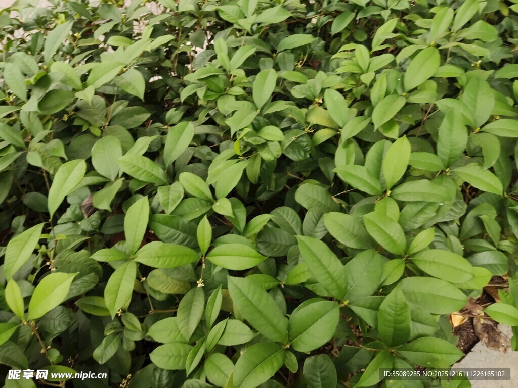 翠绿繁茂的植物景观