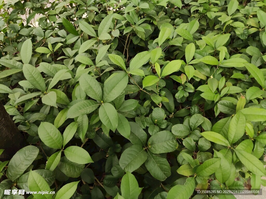 绿叶繁茂的植物景观