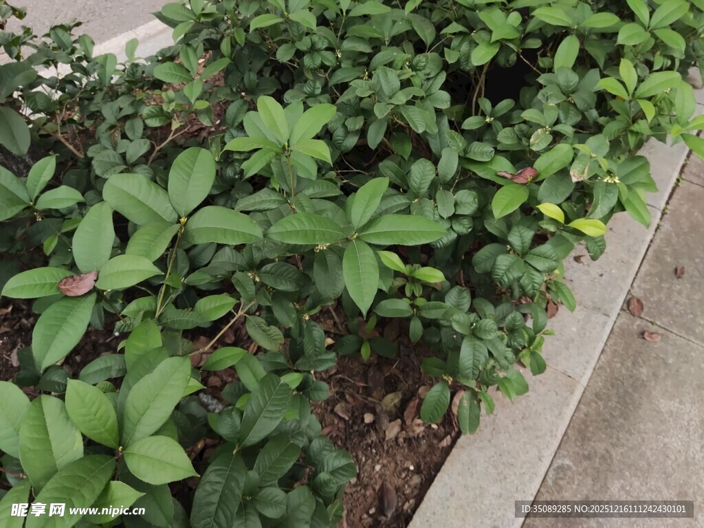 路边翠绿植物景观