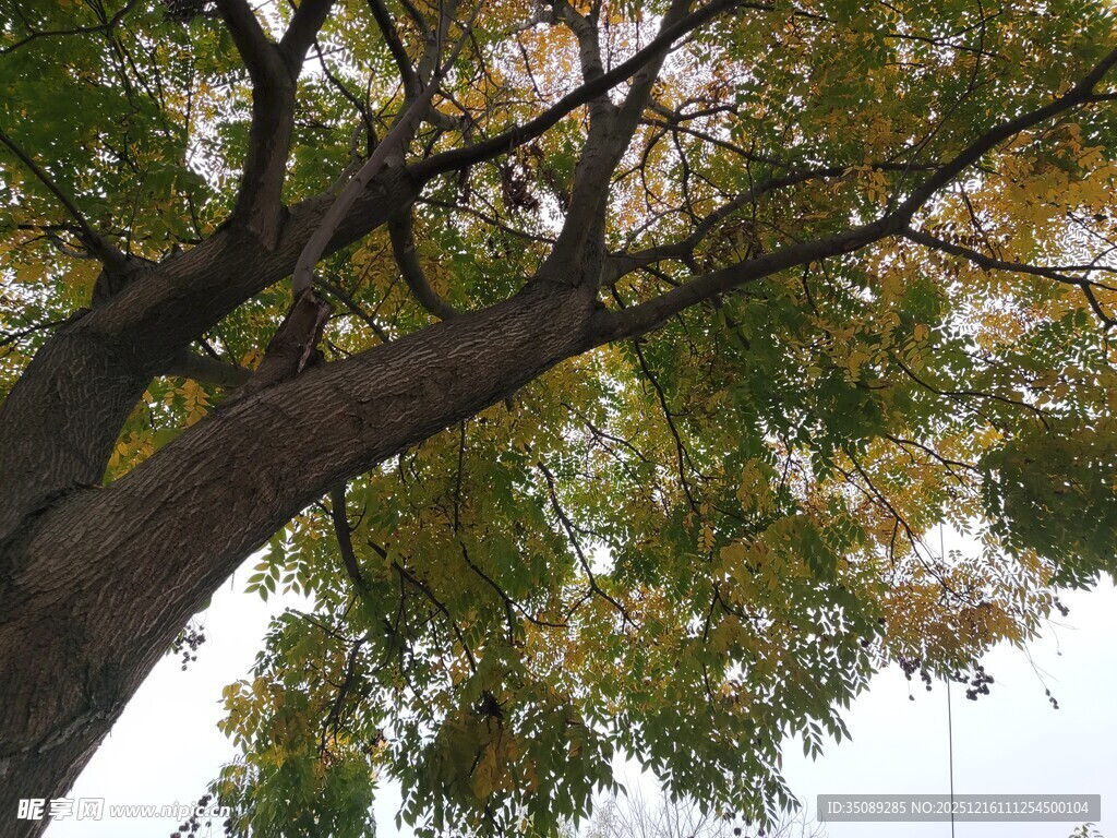 仰视繁茂大树枝叶