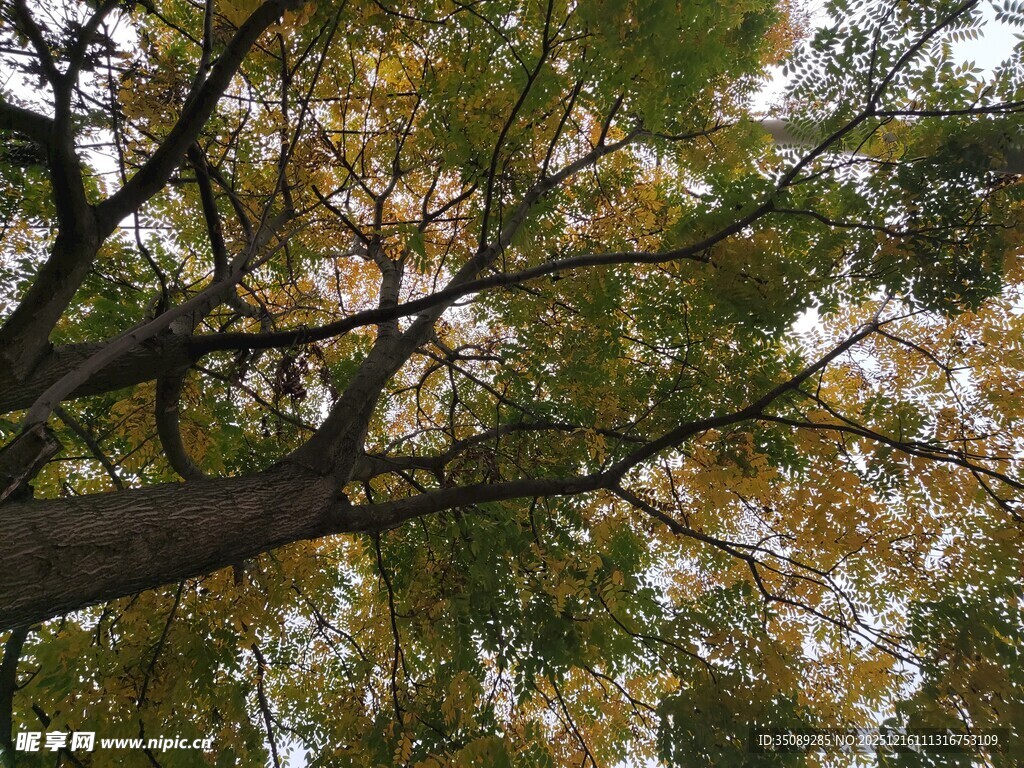 秋日树冠下的斑驳光影