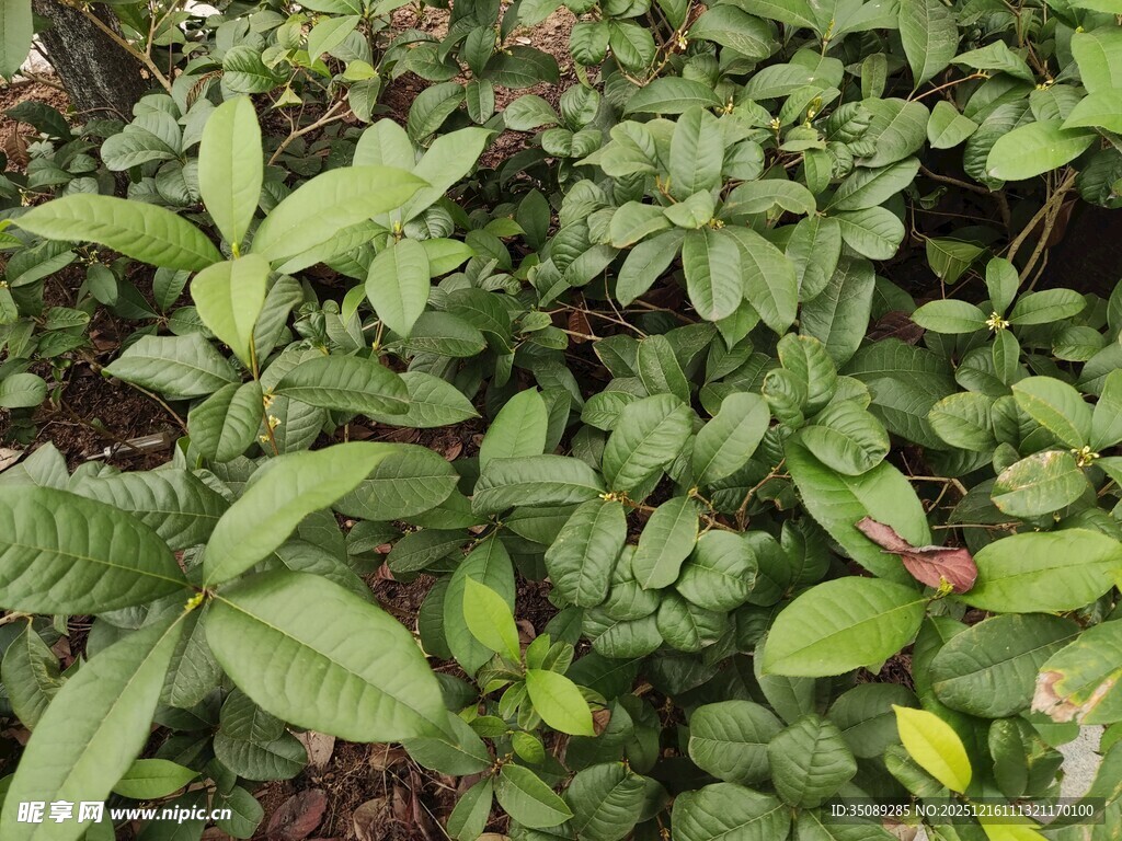绿叶繁茂的植物景观