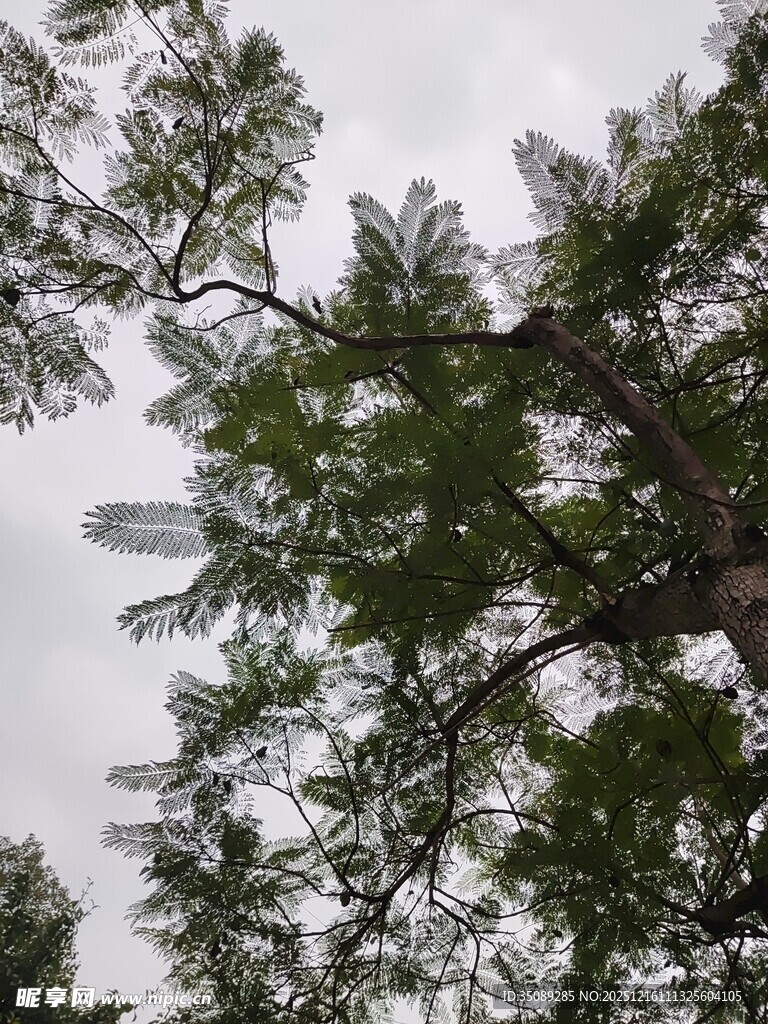 仰视茂密松树树冠