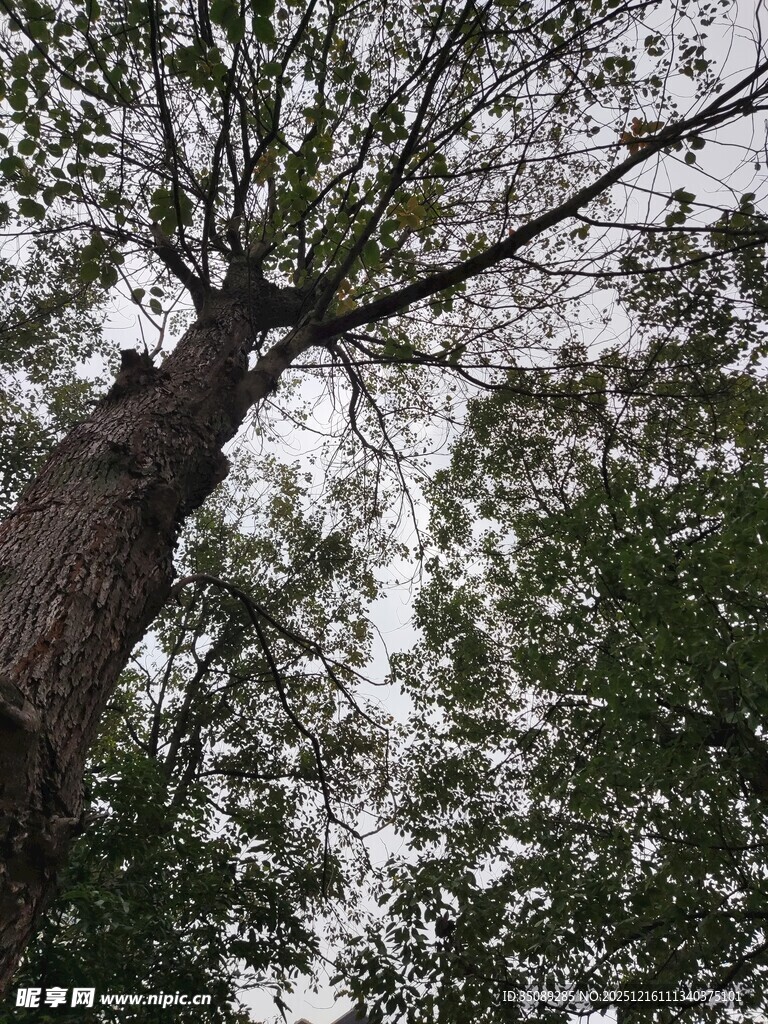 仰视参天大树绿意盎然