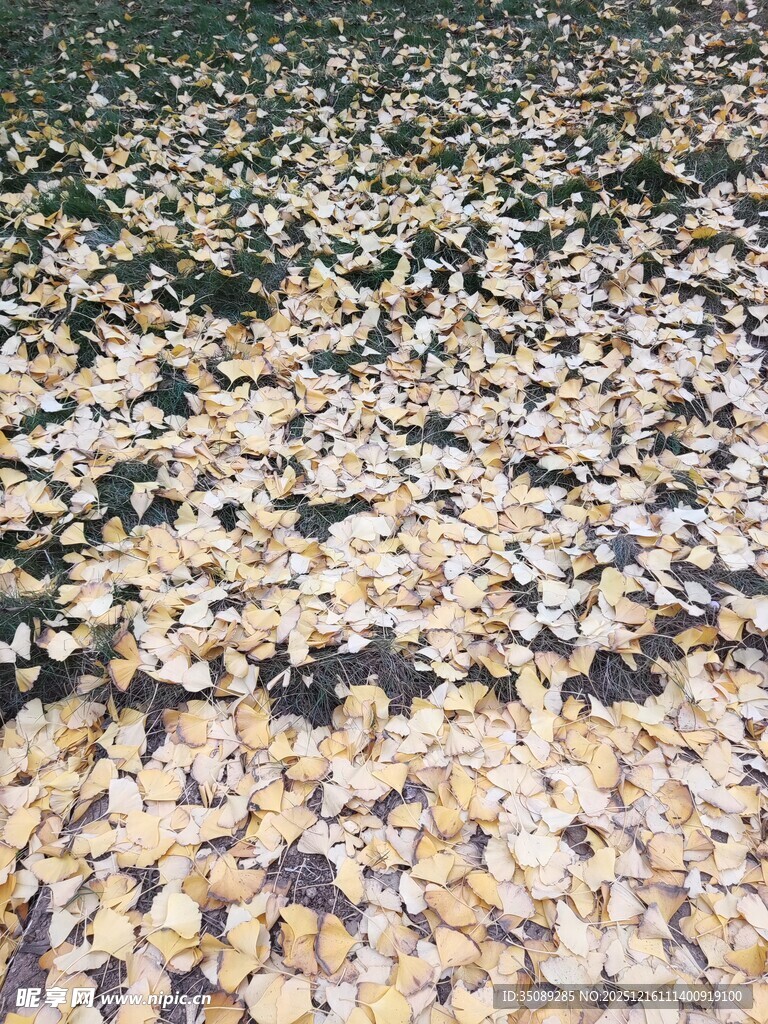 铺满鹅卵石的地面景象