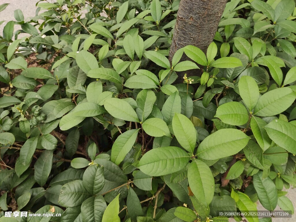 绿叶簇拥的植物景观