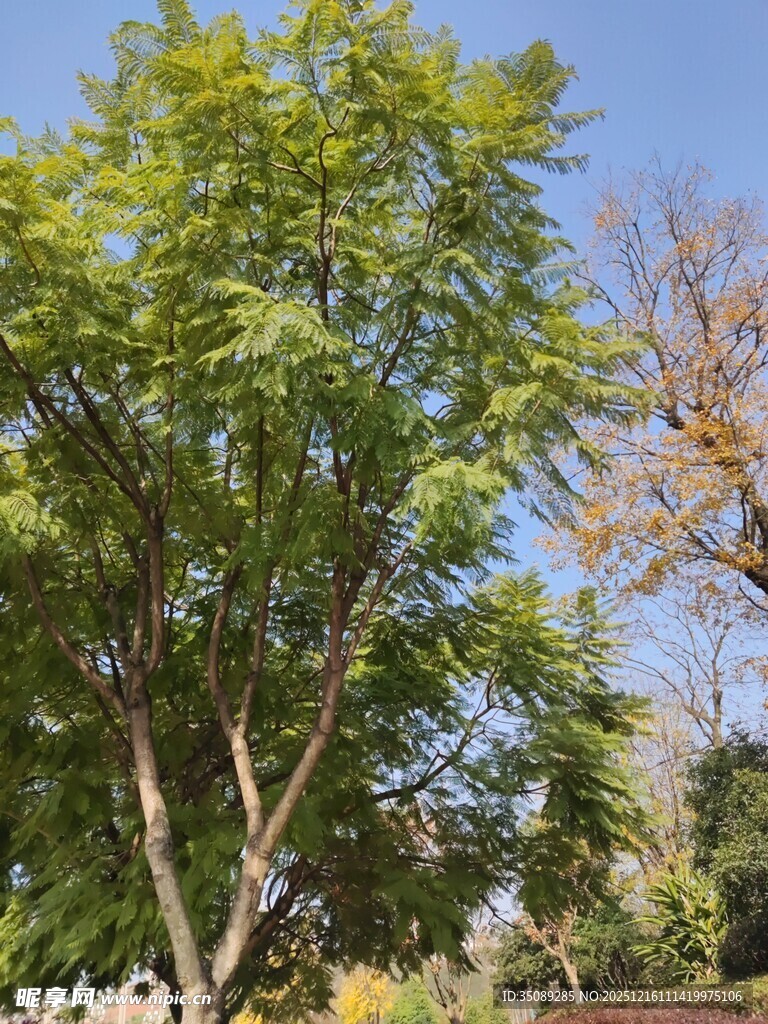 阳光下的葱郁绿树