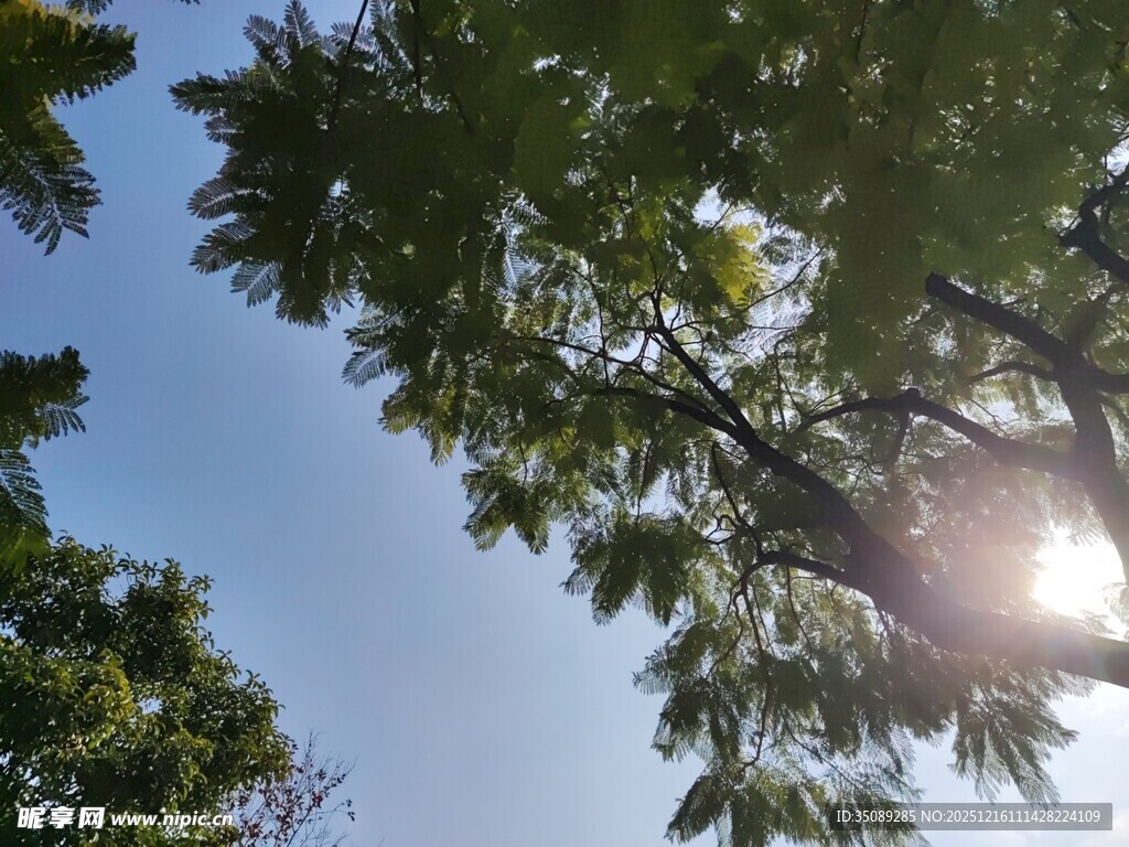 阳光透过树叶洒下的美景