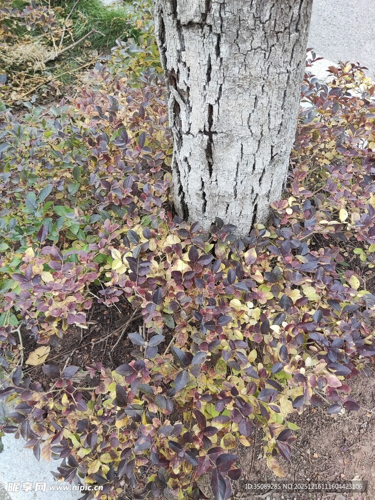 树下多彩植物景观