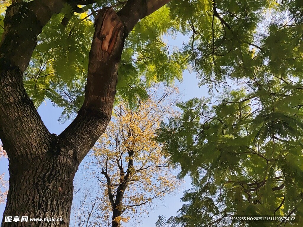 繁茂大树与斑驳天空