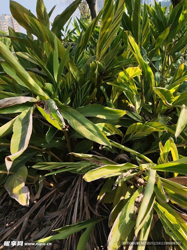 绿叶繁茂的植物景观