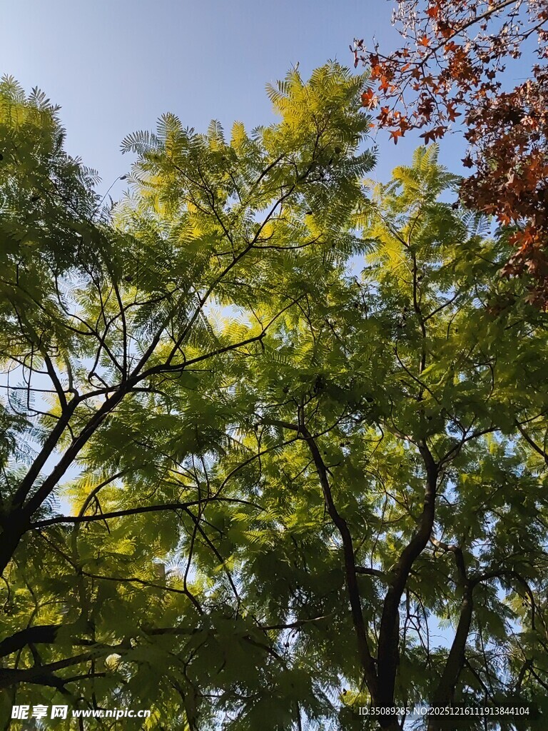 秋日树梢斑斓树叶映蓝天