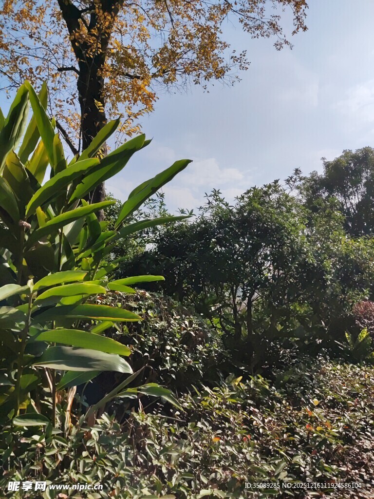 户外繁茂绿植自然景致