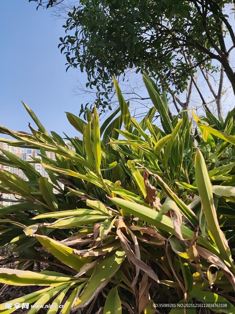 翠绿繁茂的植物枝叶