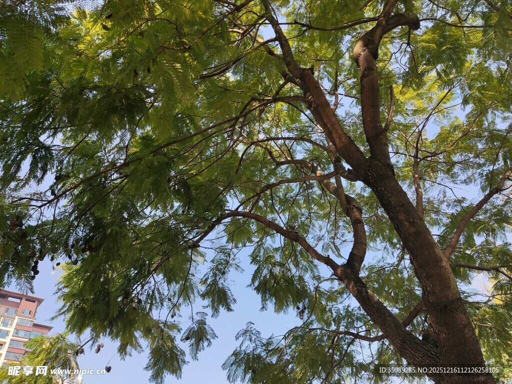 枝叶繁茂的大树