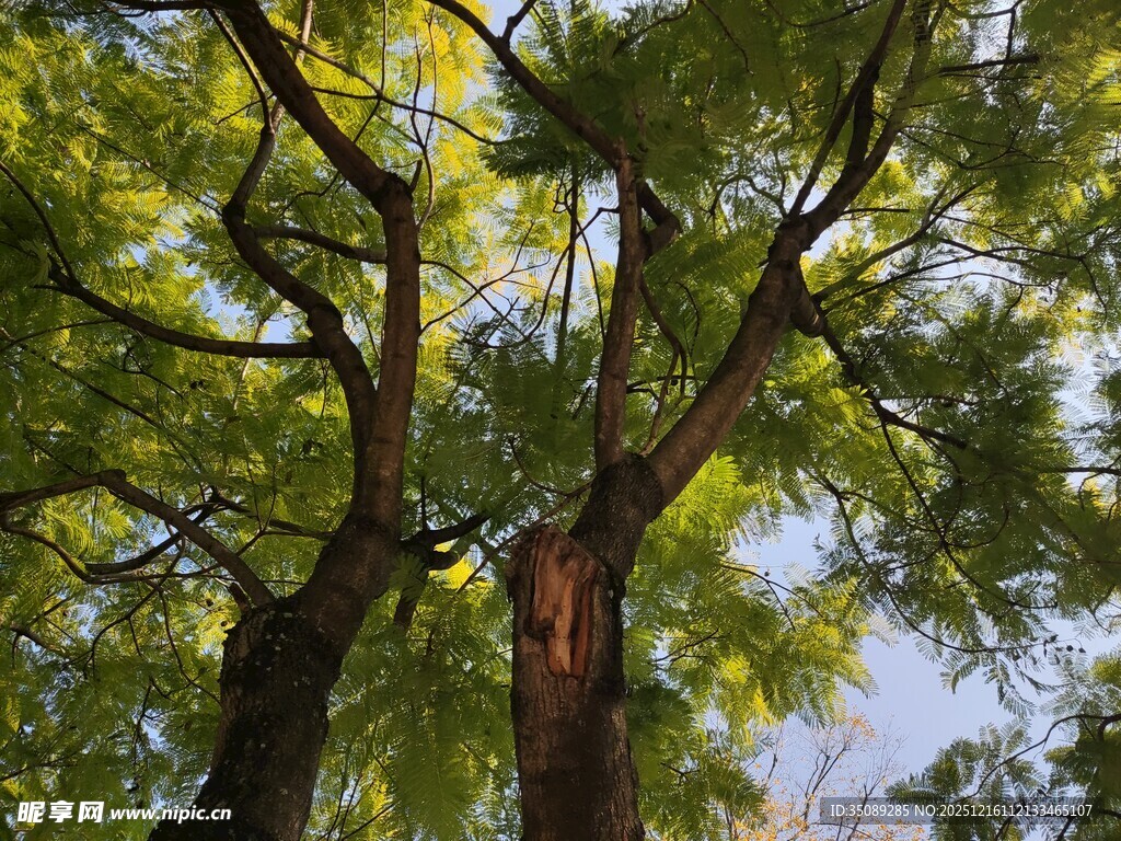 仰观繁茂大树枝叶