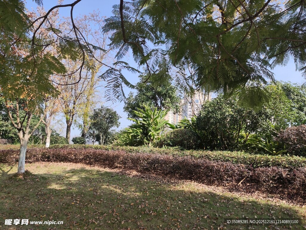 公园绿荫下的宁静景致