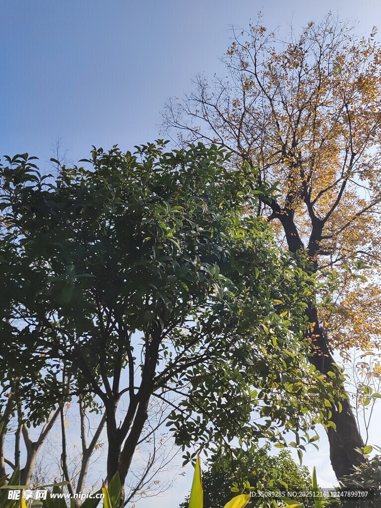 蓝天绿树风景图