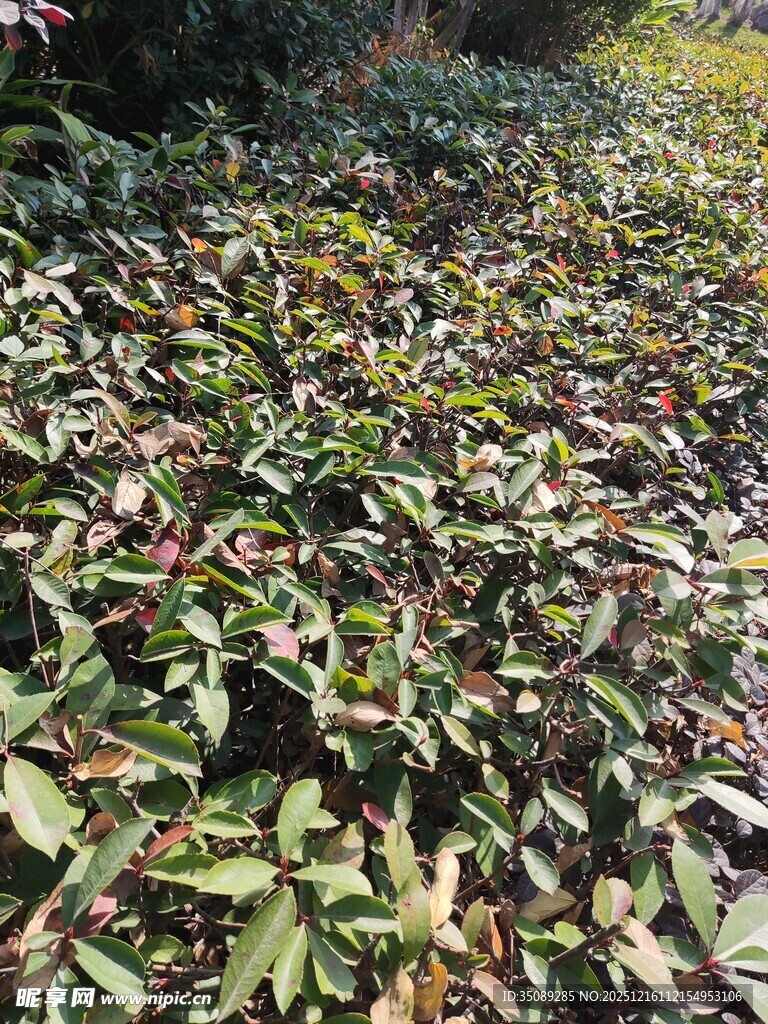 地面铺满多彩落叶景象