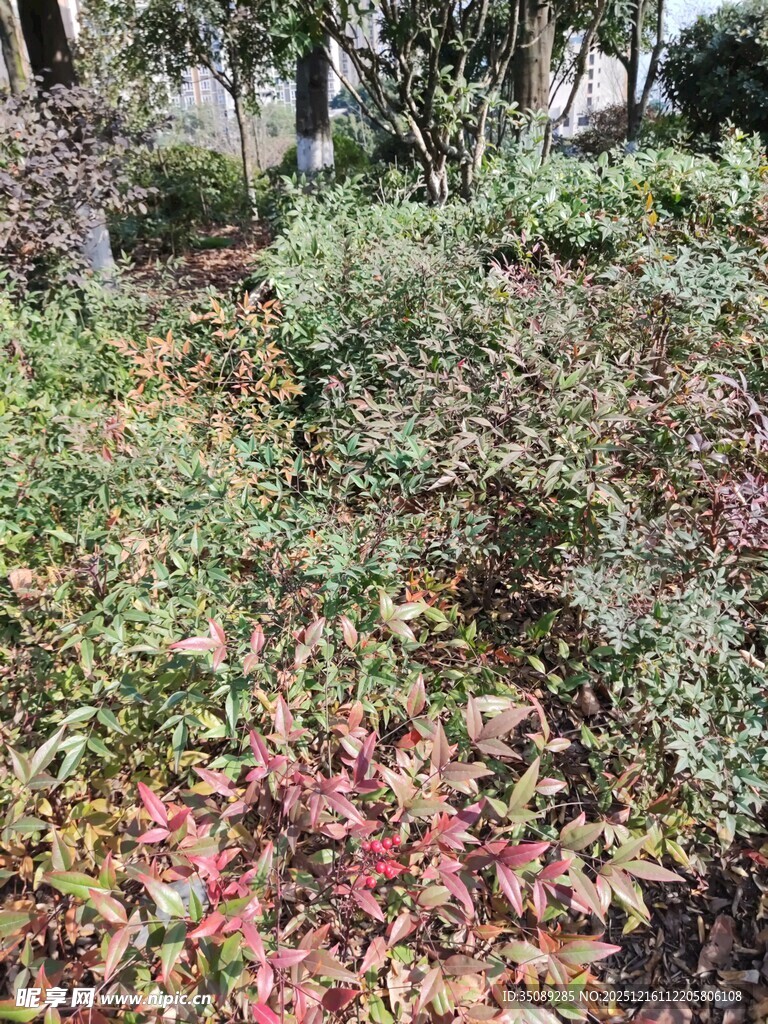 秋日多彩灌木丛景观