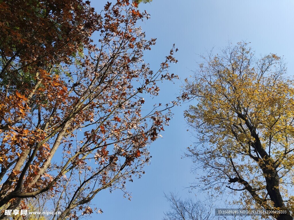 秋日树梢与蓝天美景