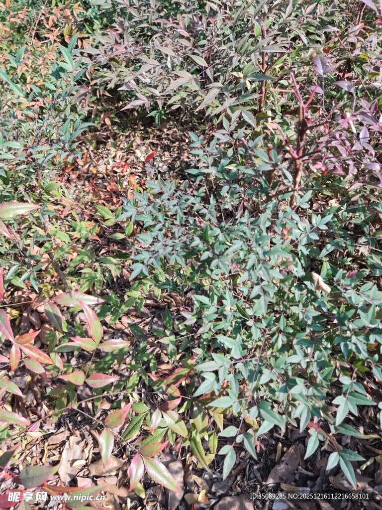 地面多彩植物景观