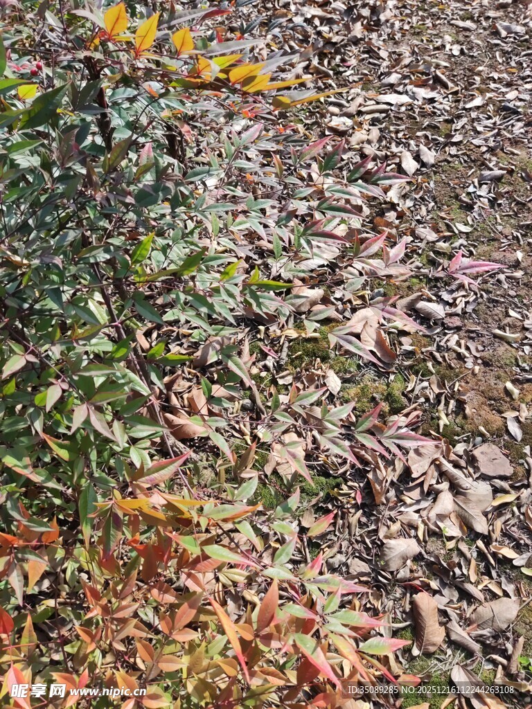 秋日林间落叶缤纷景象