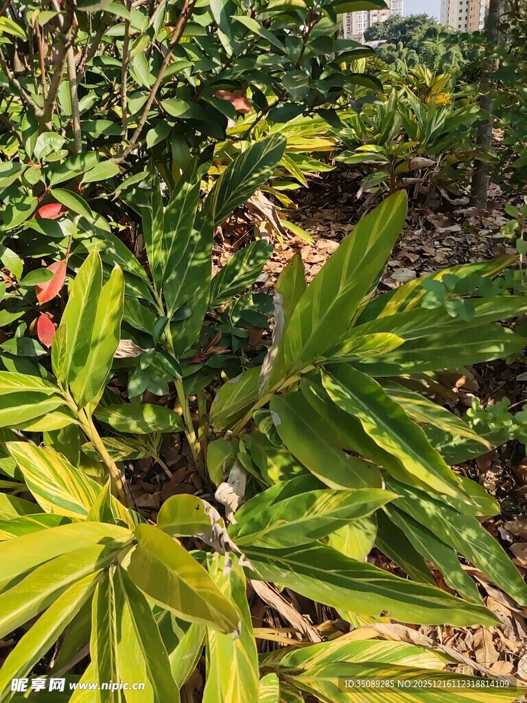 翠绿繁茂的热带植物景观