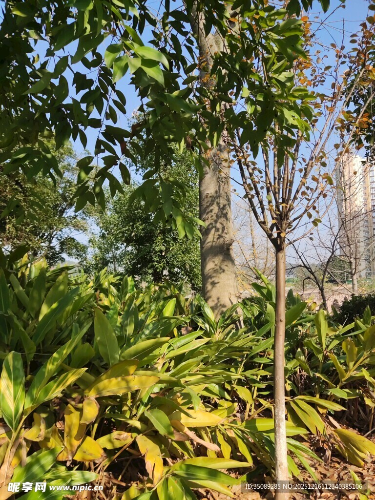 户外绿植景观