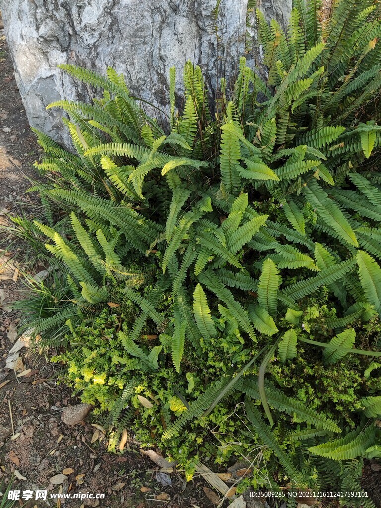 翠绿繁茂的绿植景观