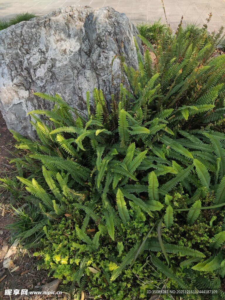 石旁翠绿繁茂的野生植物