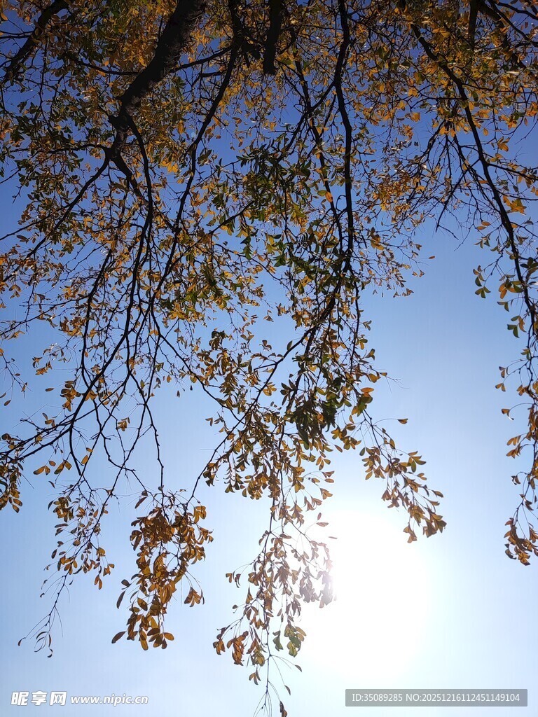 秋日树枝映蓝天