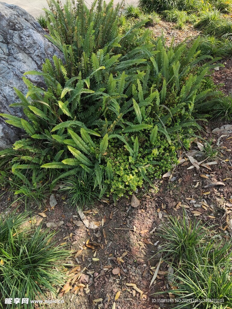 地面生长的翠绿植物