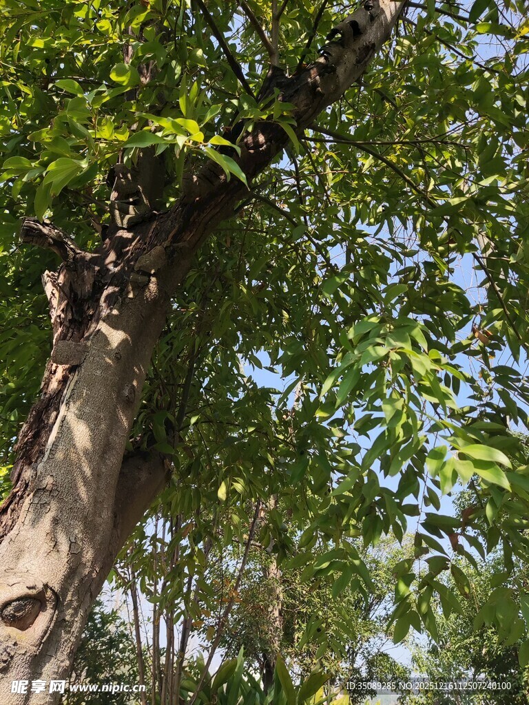 繁茂大树展现自然生机