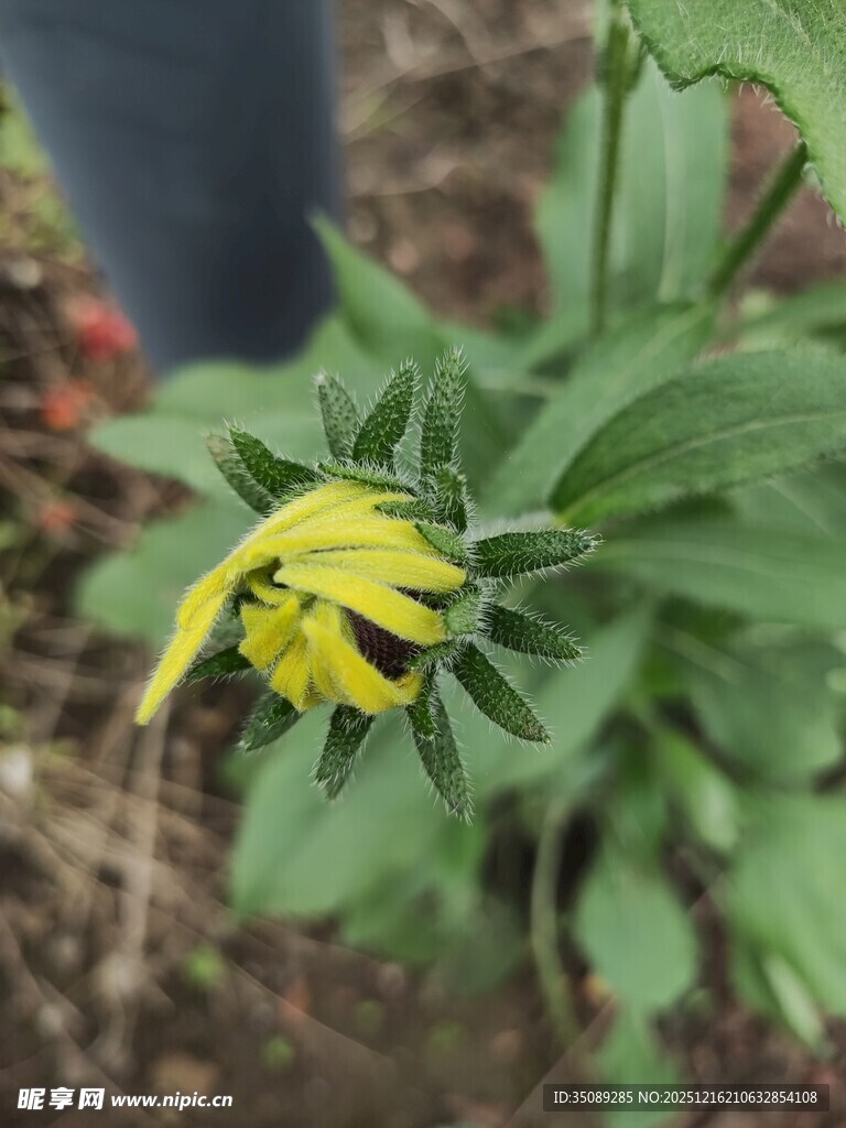 黄色小花绽放于绿叶间