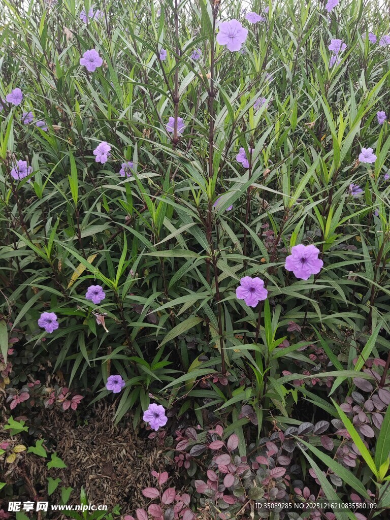 紫色小花丛中的清新景致
