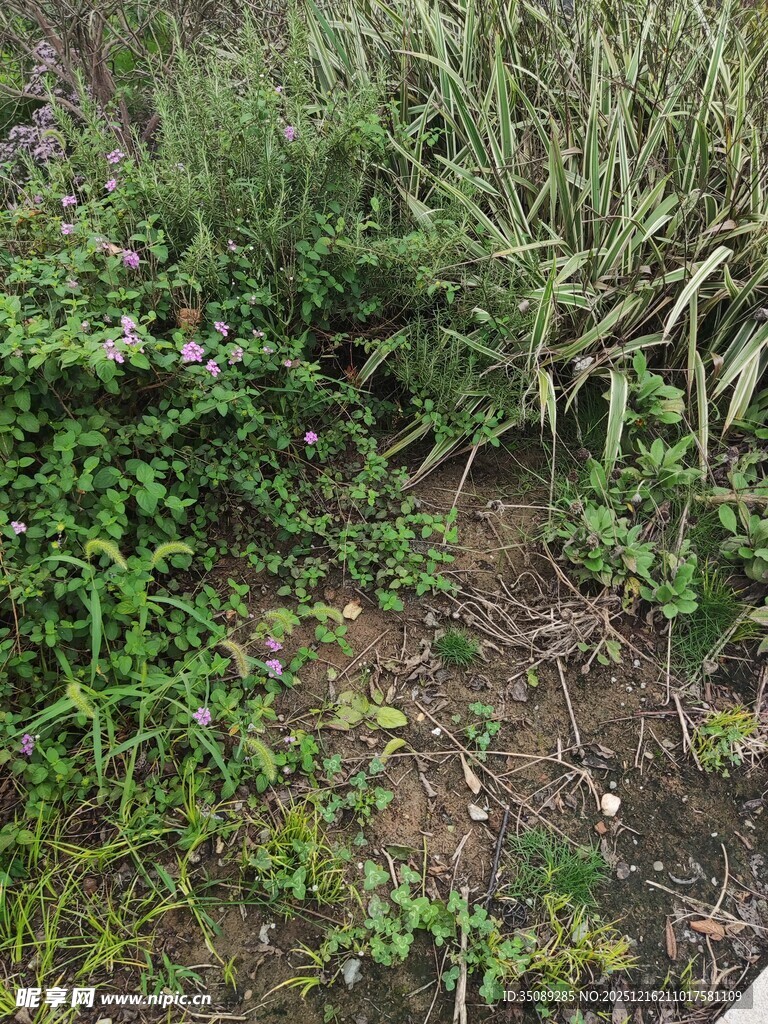 野外繁茂的绿色植物景观