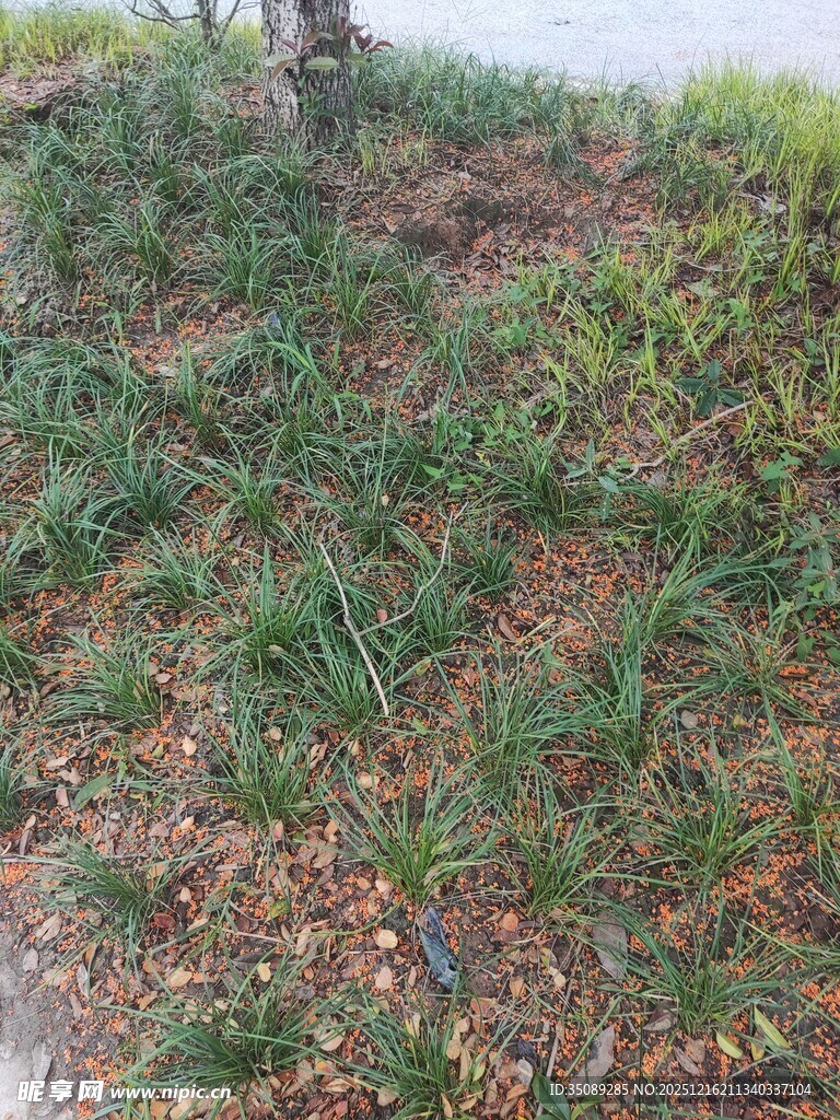 路边绿植与落叶景观