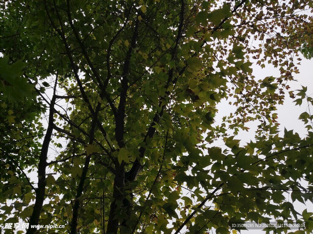 仰视茂密树木枝叶