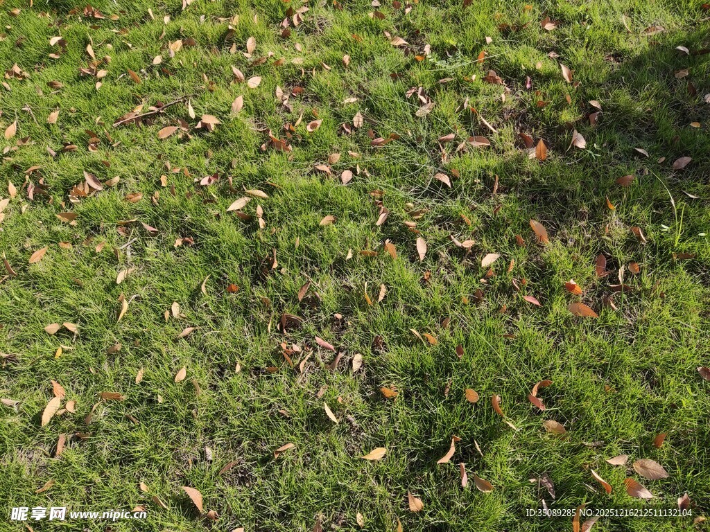 阳光下的翠绿草地