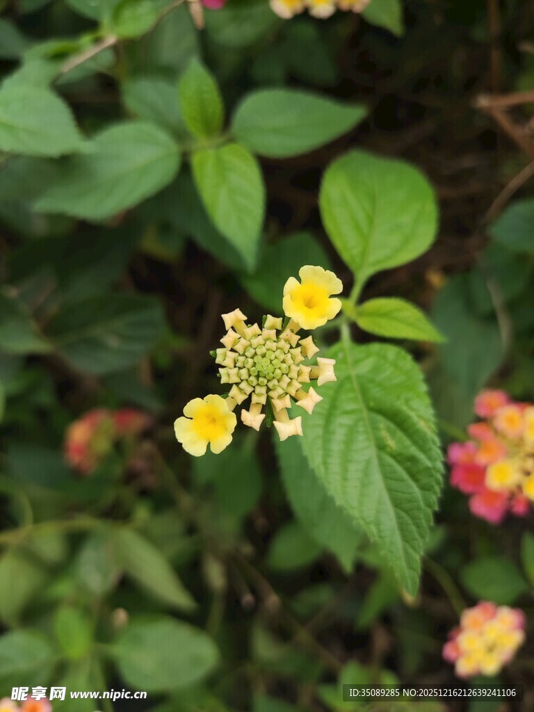 多彩马缨丹绽放绿叶间