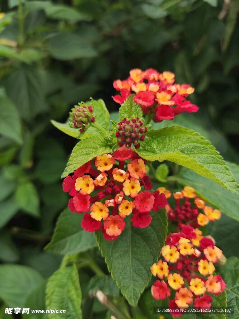 多彩马缨丹绽放绿叶间