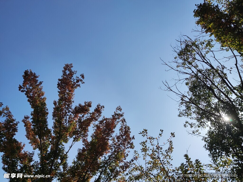 秋日树梢映蓝天