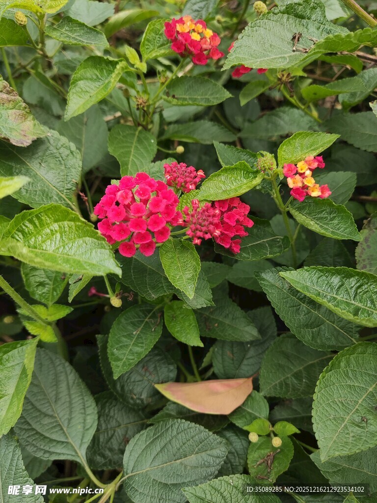 绿叶丛中艳丽的五彩花朵