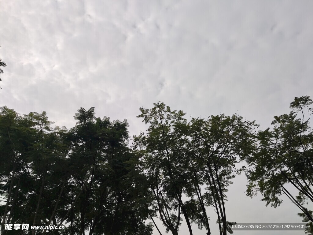 树梢之上的灰白天空