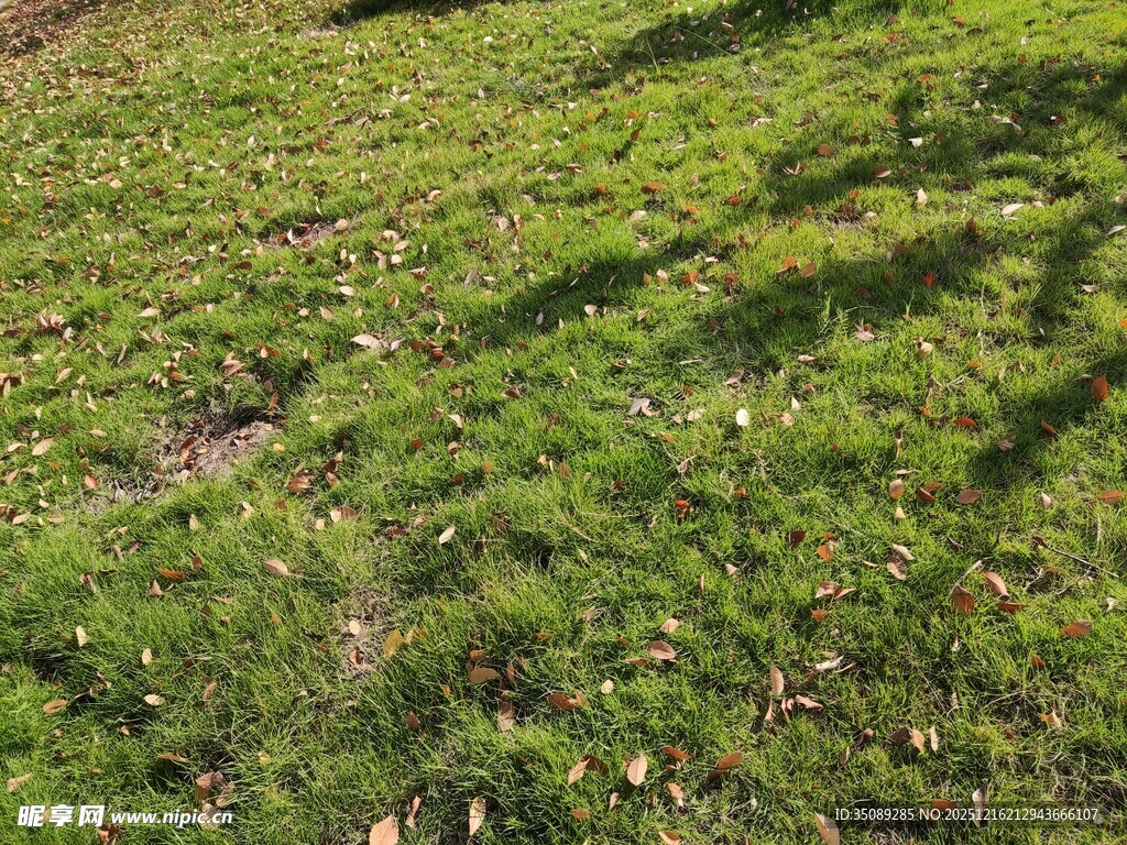 翠绿草地光影斑驳