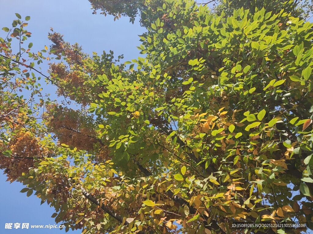 阳光下的葱郁树木