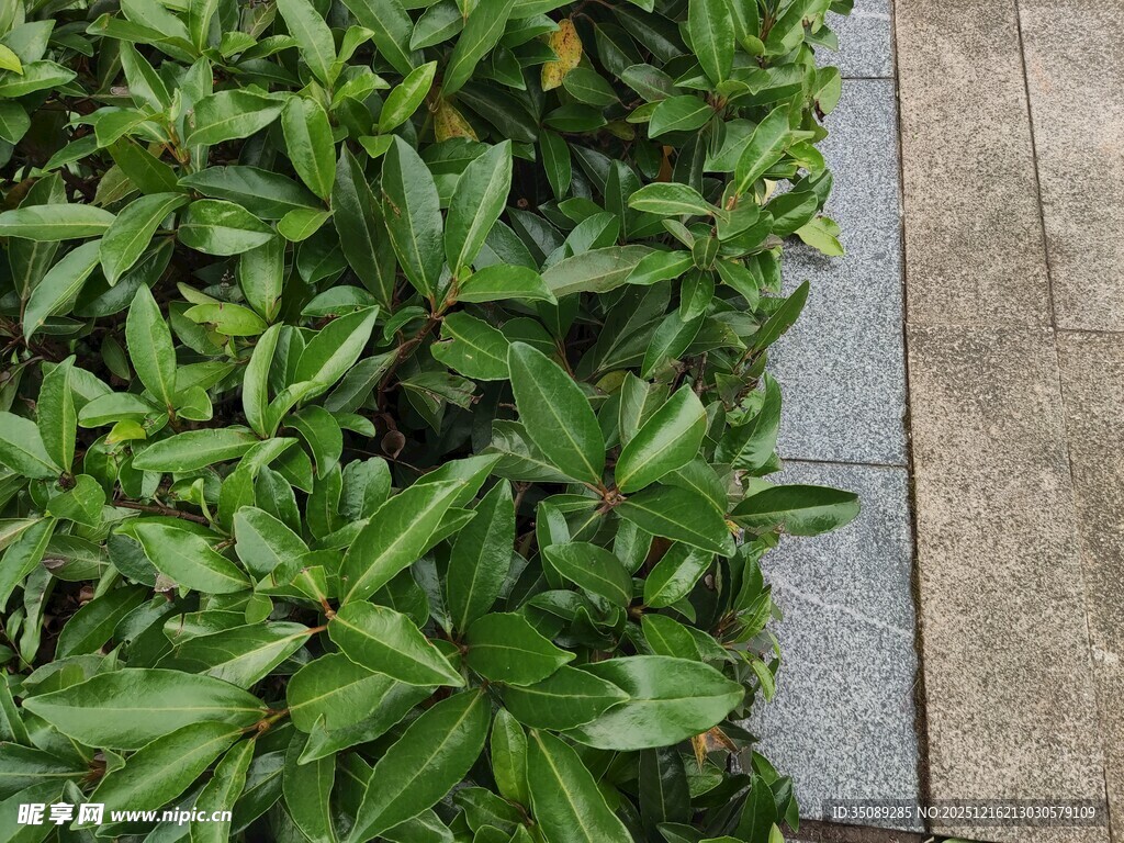 绿叶植物与石板路景观